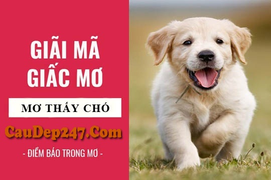 Điềm báo nằm mơ thấy chó đánh con gì khác