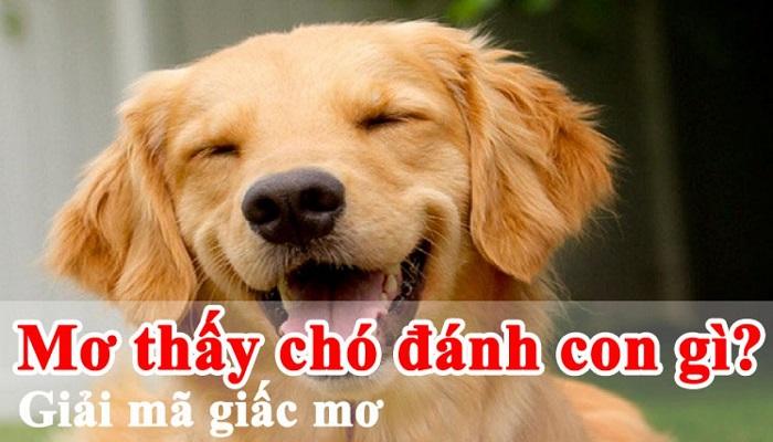 Mơ thấy chó đánh con gì, số mấy