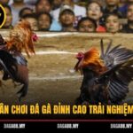 DAGA88 – Sân Chơi Đá Gà Đỉnh Cao Trải Nghiệm Cực Chất