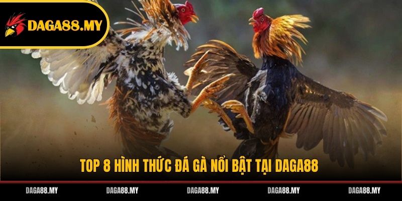 Top 8 hình thức đá gà nổi bật tại DAGA88