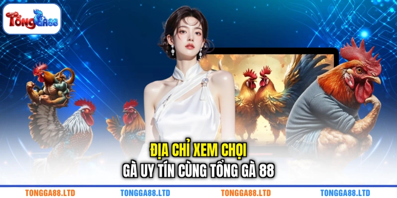 Địa chỉ xem chọi gà uy tín cùng TỔNG GÀ 88